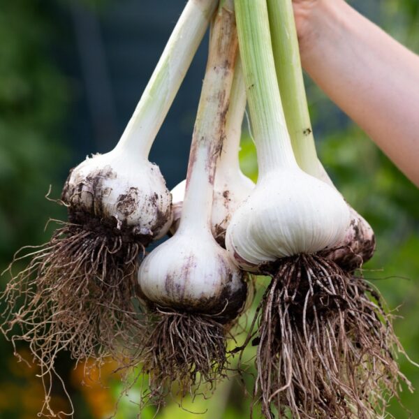 Garlic Elephant