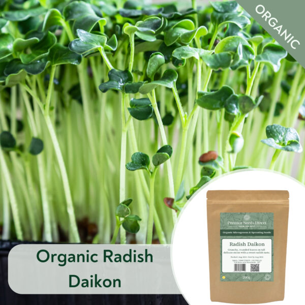 Organic Radish Daikon - Microgreen/Sprouting