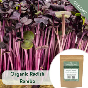 Organic Radish Rambo - Microgreen/Sprouting