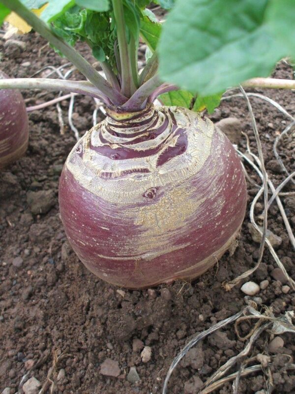 Swede Marian