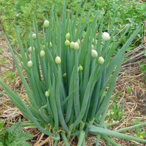 Welsh Onion (Allium Fistulosum)
