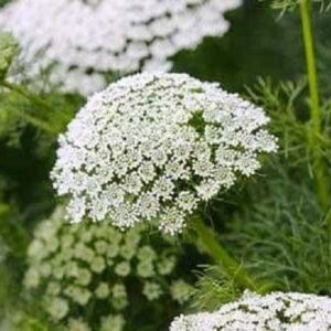 Ammi Majus - Bishops Flower