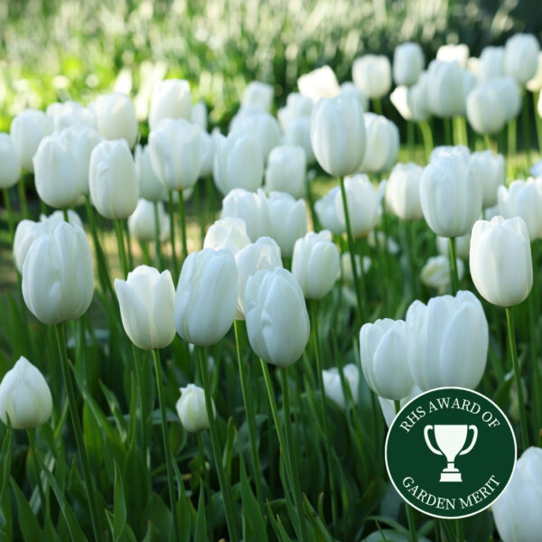 Tulip - Maureen