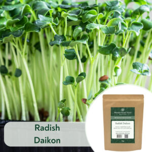 Radish Daikon - Microgreen/Sprouting