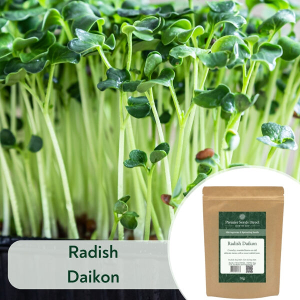 Radish Daikon - Microgreen/Sprouting