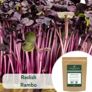 Radish Rambo - Microgreen/Sprouting