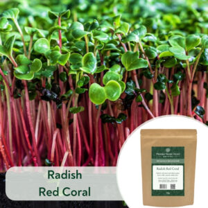 Radish Red Coral - Microgreen/Sprouting