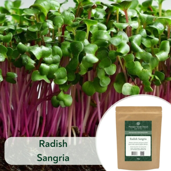 Radish Sangria - Microgreen/Sprouting