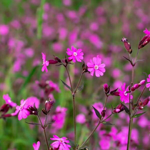 Wild Flower - Silene Dioica (Red Campion) - Image 2