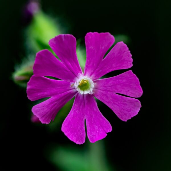 Wild Flower - Silene Dioica (Red Campion) - Image 3