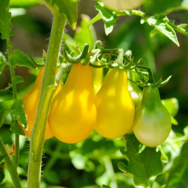 Tomato Yellow Submarine - Image 3