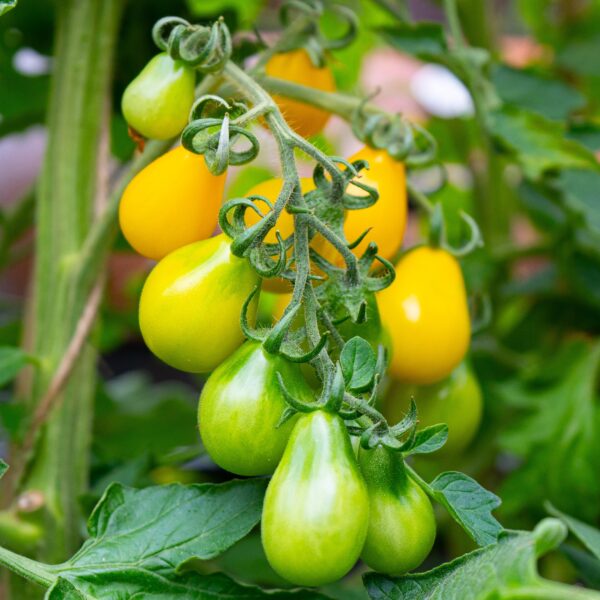 Tomato Yellow Submarine - Image 2
