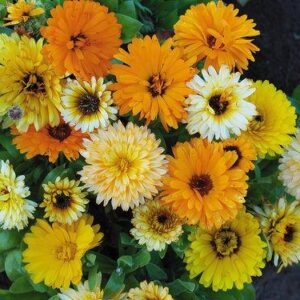 Calendula Fiesta Mix
