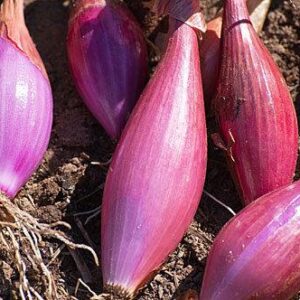 Italian Heirloom Long Red Florence Onion
