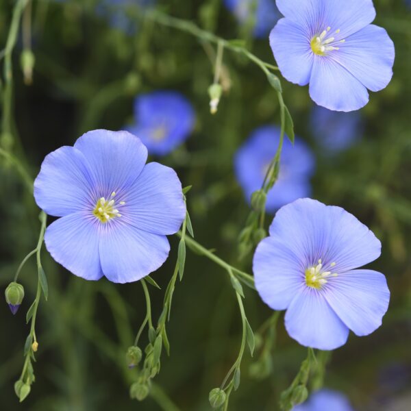 Linum - Sky Blue - Image 3