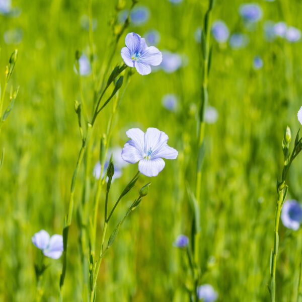 Linum - Sky Blue - Image 2