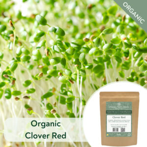 Organic Red Clover - Microgreen/Sprouting