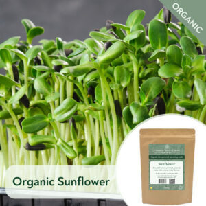 Organic Sunflower - Microgreen/Sprouting