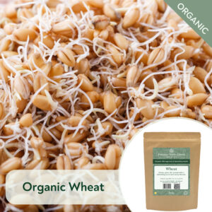 Organic Wheat - Microgreen/Sprouting