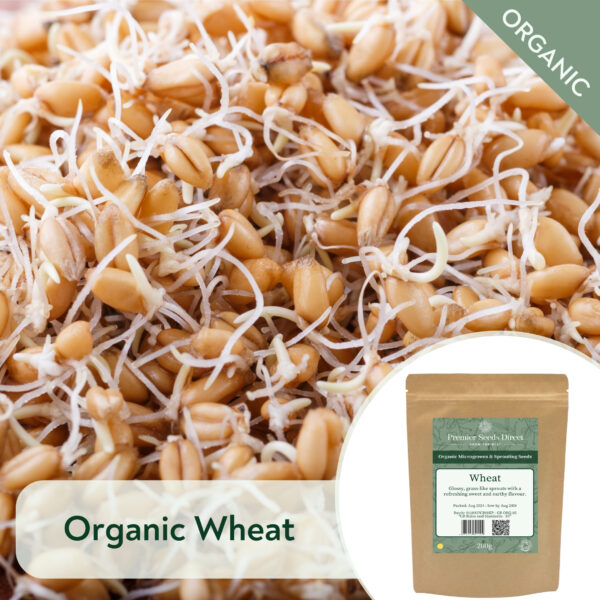 Organic Wheat - Microgreen/Sprouting