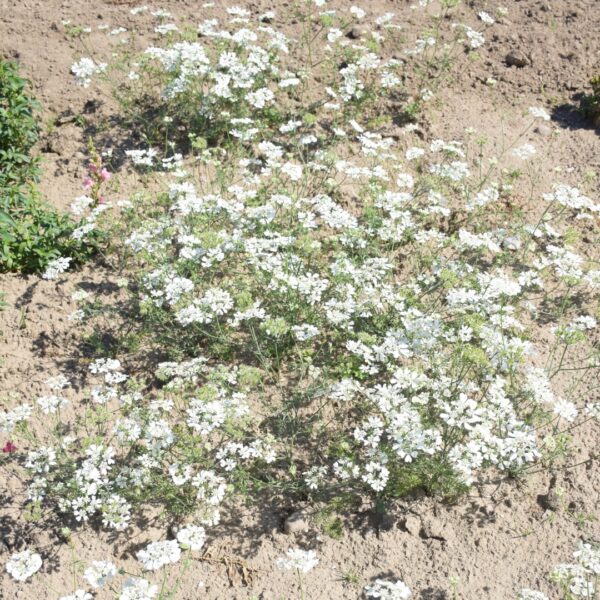 Orlaya Grandiflora - Image 2