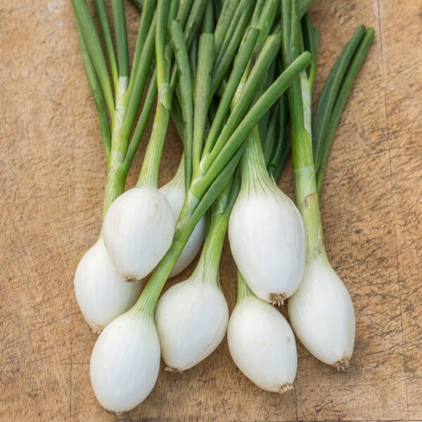 Onion - White Star - Image 2