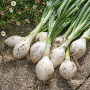 Onion - White Star