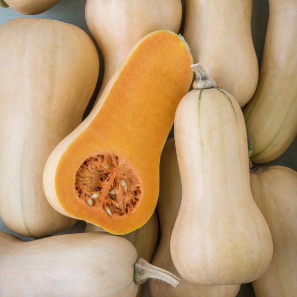 Squash - Winter Burpee Butterbush - Image 3