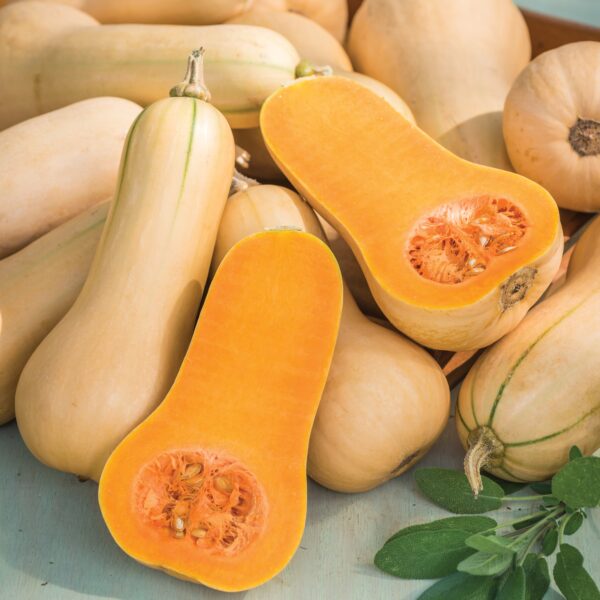 Squash - Winter Burpee Butterbush - Image 2