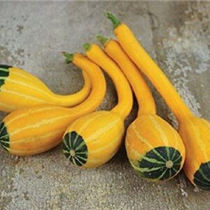 Gourd Small Spoon