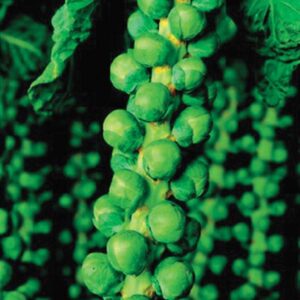 Brussel Sprout Long Island Improved