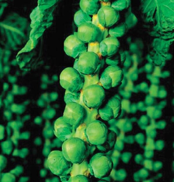 Brussel Sprout Long Island Improved