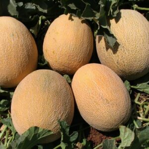 Melon Ananas
