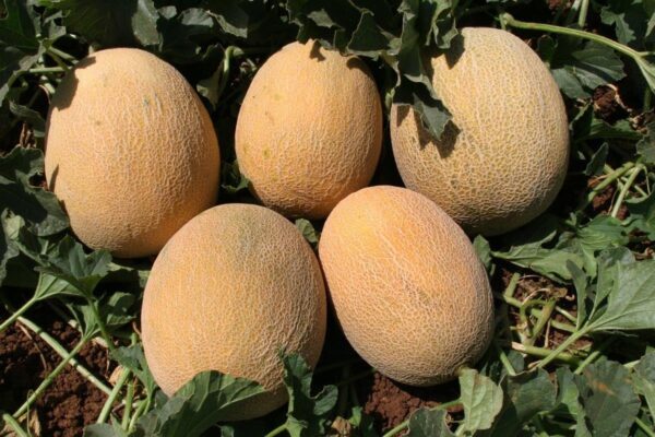 Melon Ananas