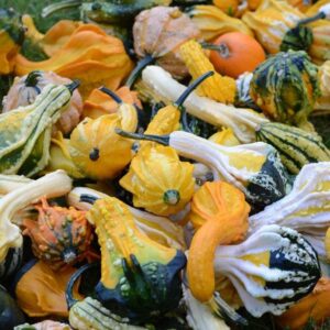 Gourd Warty Mixed