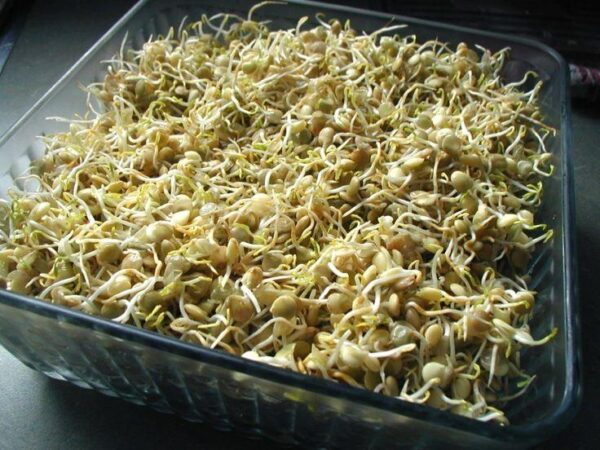 Organic Green Lentil - Microgreen/Sprouting - Image 2