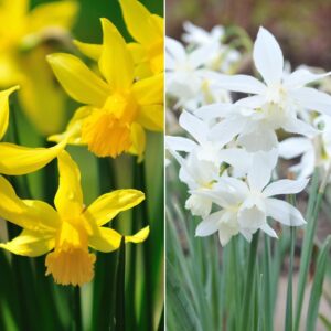 Dwarf Daffodil Collection