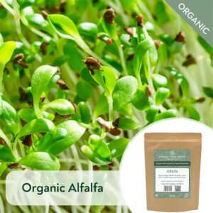 Organic Alfalfa - Microgreen/Sprouting