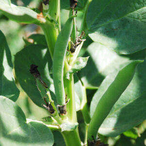Broad Bean Aquadulce Claudia
