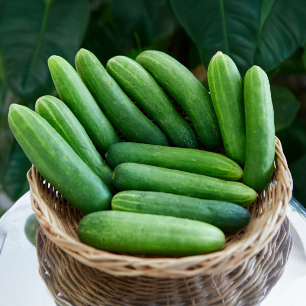 Cucumber Party Time F1 - Image 2
