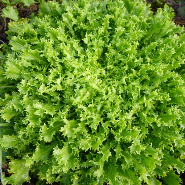 Endive Fine Maraichere - Image 2