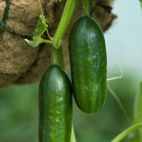 Cucumber Mini Munch F1 - Image 2