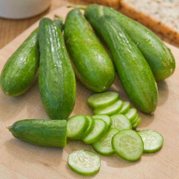 Cucumber Mini Munch F1 - Image 3