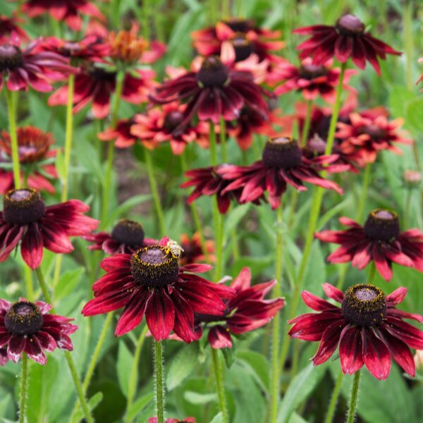 Rudbeckia Hirta Cherry - Image 2
