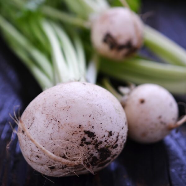 Turnip Temari White - Image 2