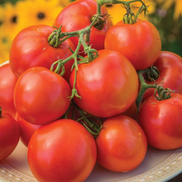 Tomato - Oh Happy Days - Image 2