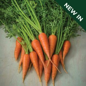 a bunch of medium sized, orange carrots with green, frilly leaves