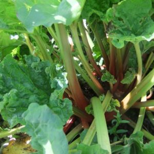 Vegetables Rhubarb - Victoria
