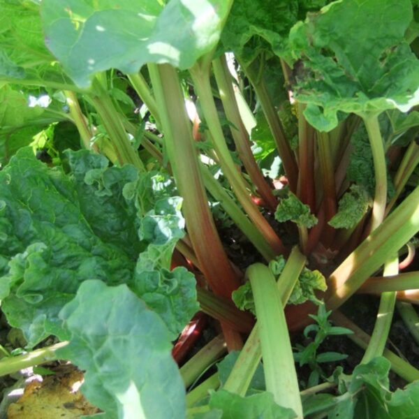 Vegetables Rhubarb - Victoria
