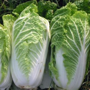 Chinese Cabbage Wong Bok